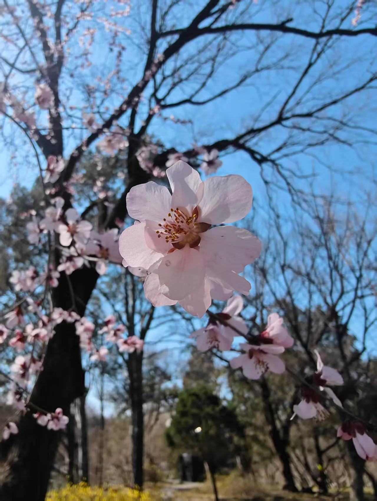 Spring in PKU